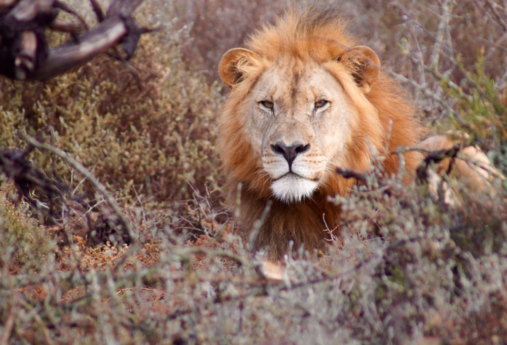 Wildtiere im Krüger Nationalpark